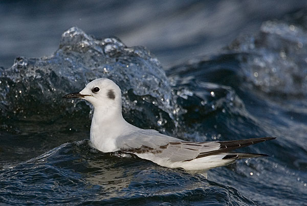 Bonaparte's gull