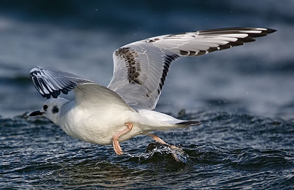Bonaparte's gull