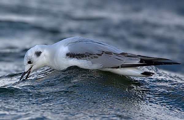 Bonaparte's gull