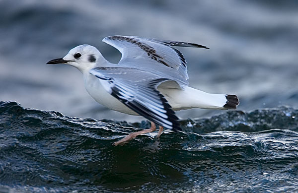 Bonaparte's gull
