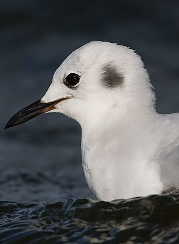 Bonaparte's gull