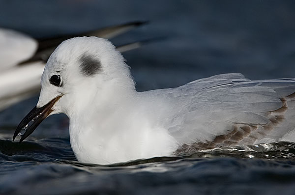 Bonaparte's gull