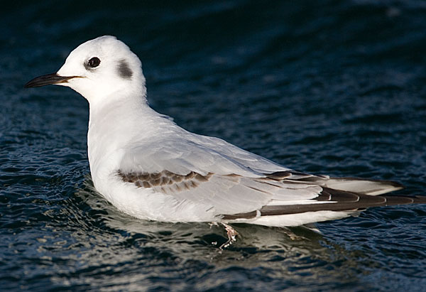 Bonaparte's gull