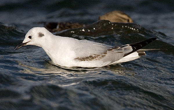 Bonaparte's gull