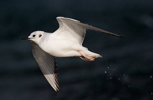 Bonaparte's gull