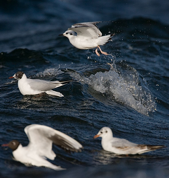 Bonaparte's gull and black-headed gulls