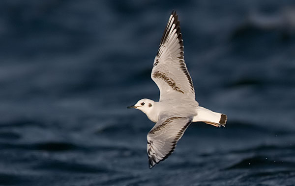 Bonaparte's gull