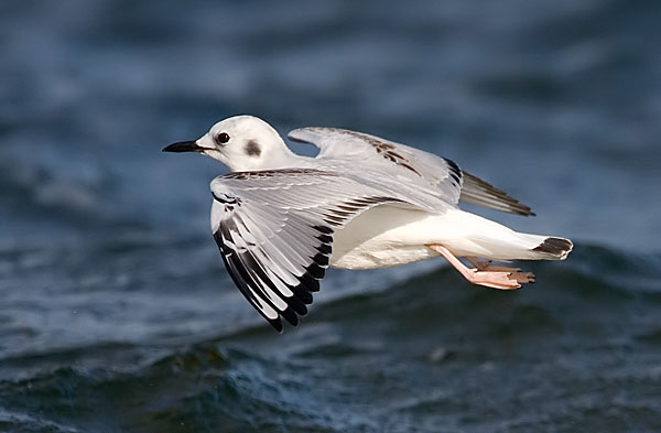 Bonaparte's gull