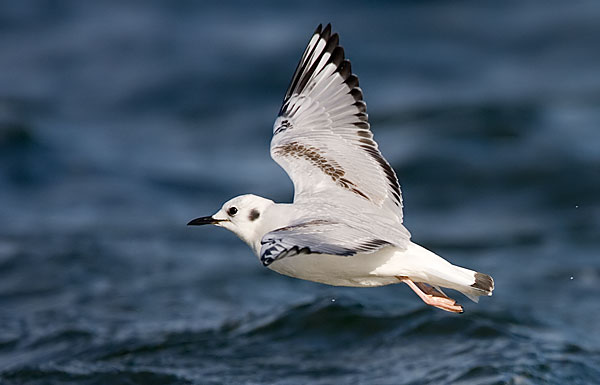Bonaparte's gull