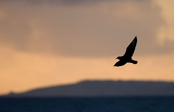 Bonxie