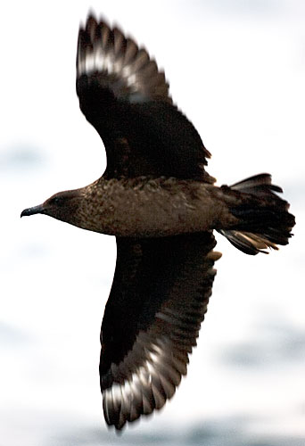 Bonxie