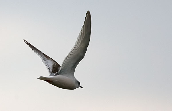 little gull