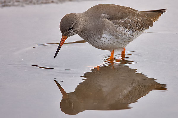 redshank