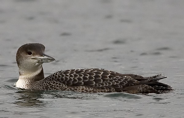 great northern diver