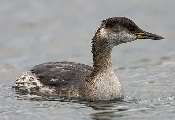 red-necked grebe