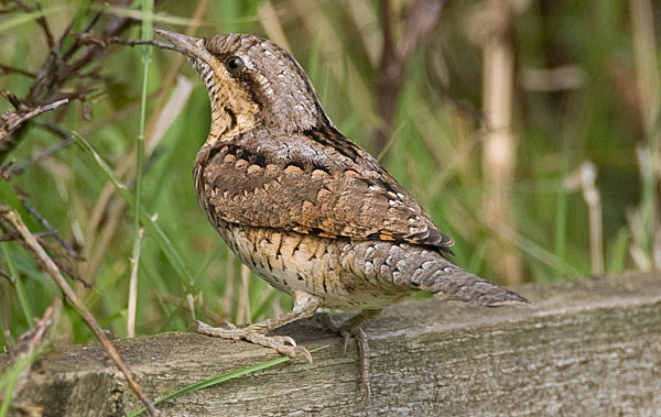 wryneck