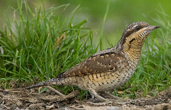 wryneck