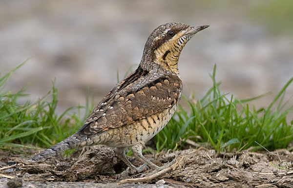 wryneck