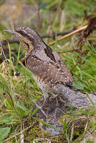 wryneck