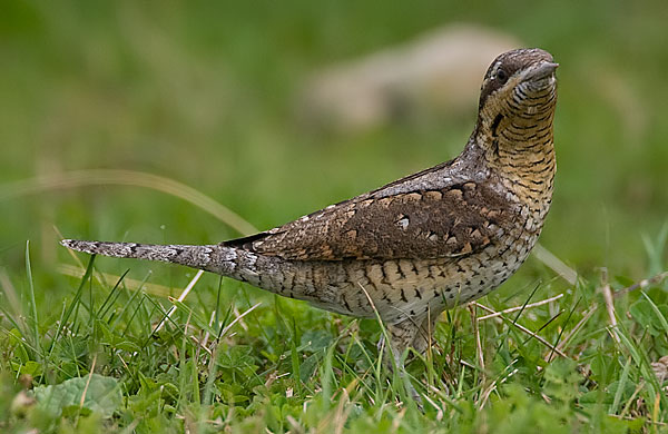 wryneck