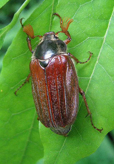 cockchafer