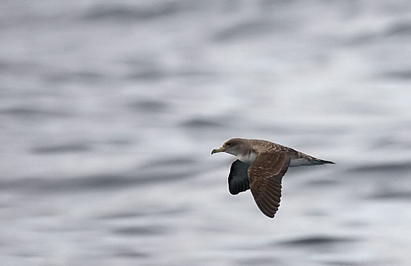 Cory's Shearwater