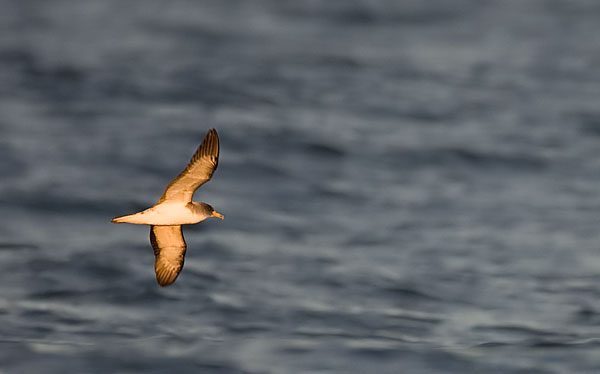 Cory's shearwater