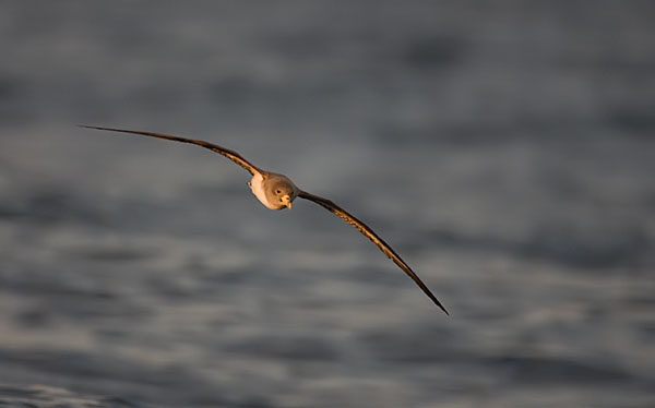 Cory's shearwater