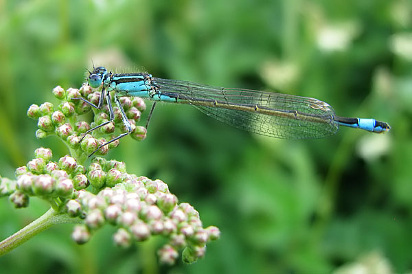 blue-tailed damselfly