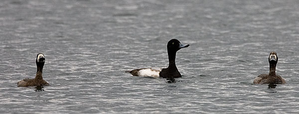 greater scaup