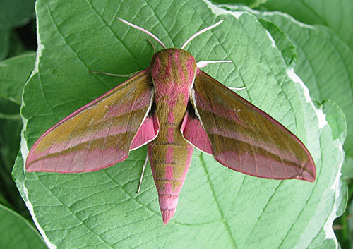 elephant hawk moth