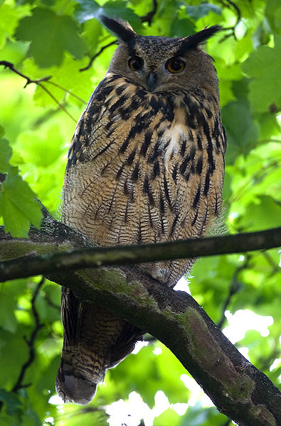 eagle owl