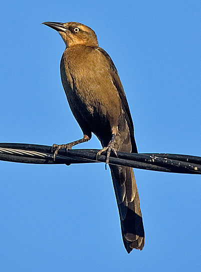 great-tailed grackle - female