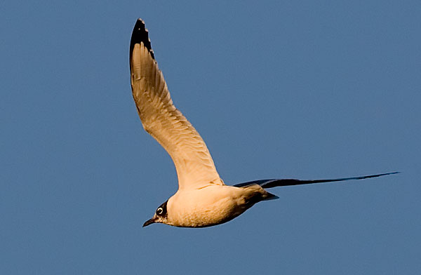 Franklin's gull