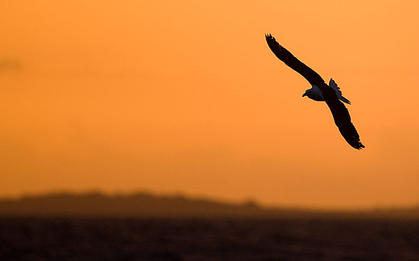 Great black-backed gull