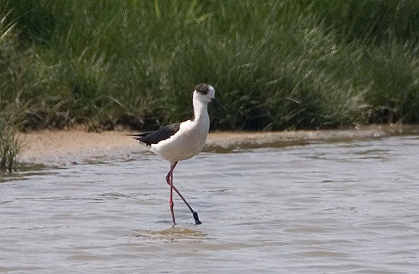 black-winged stilt