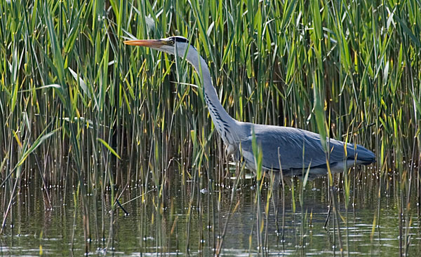 grey heron
