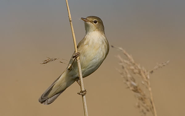 reed warbler