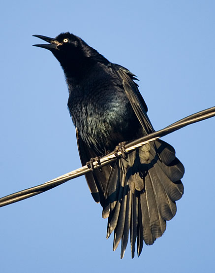 great-tailed grackle: male