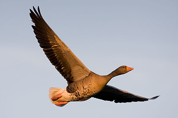 Greylag