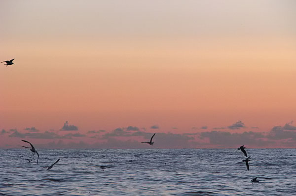 Gulls at sunset
