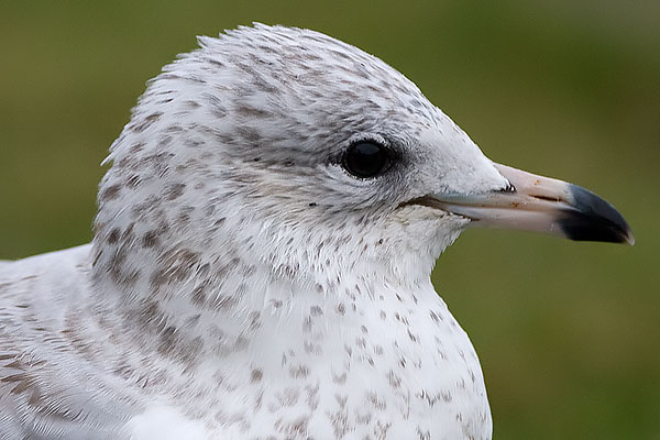 ring-billed gull