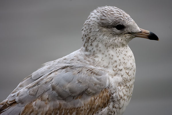 ring-billed gull