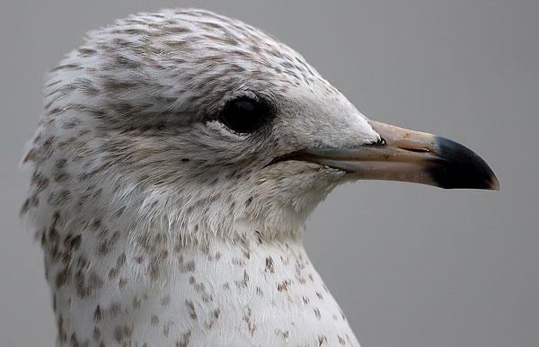 ring-billed gull
