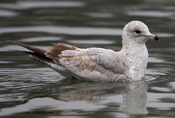 ring-billed gull
