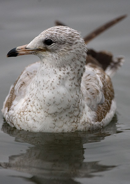 ring-billed gull