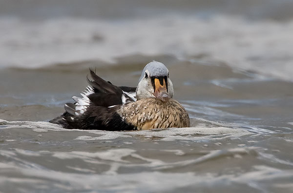king eider