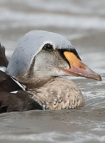 king eider