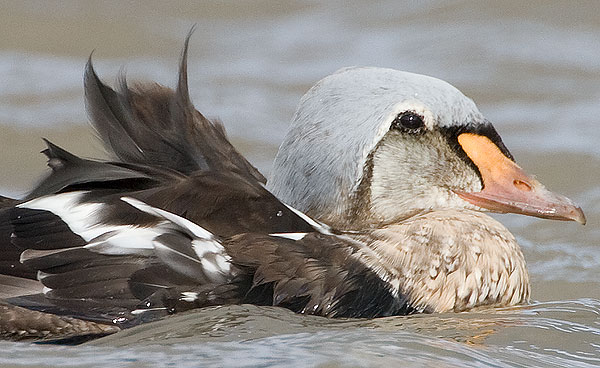 king eider