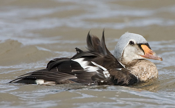 king eider